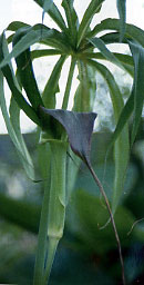 Arisaema